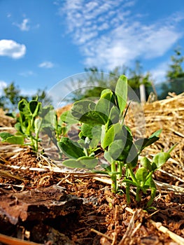 Green leaves of pea sprouts in a private backyard vegetable garden