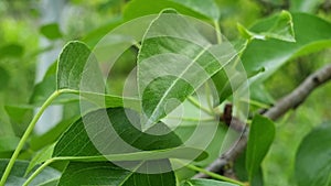 green leaves of a pear tree in the garden, close-up