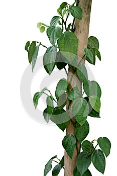 Green leaves pepper vine plant with green peppercorns climbing and twist around wooden pole or dried tree trunk isolated on white