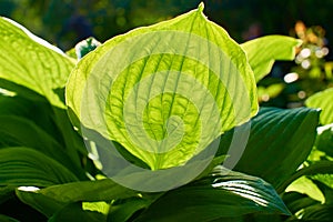 Green leaves of perennial hosta with a big one in front plan in contour light