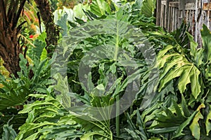 Green leaves of Philodendron Bipinnatifidum, selloum is evergreen tropical ornamental plants for garden. Colorful of dark green