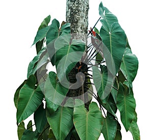 green leaves of philodendron isolate on white background