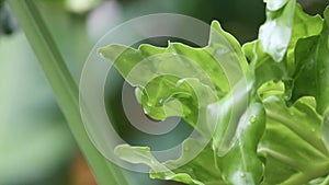 Green leaves of Philodendron Selloum or Philodendron Bipinnatifidum with the wind in nature light