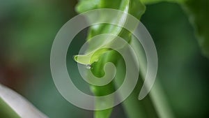 Green leaves of Philodendron Selloum or Philodendron Bipinnatifidum with the wind in nature light