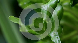 Green leaves of Philodendron Selloum or Philodendron Bipinnatifidum with the wind in nature light