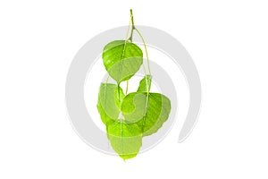 Green leaves(Pho leaf, bo leaf,bothi leaf)isolated on white back