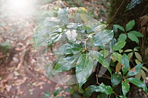 Green leaves of Phoebe paniculata Nees Nees in cloud forests of northern Thailand.