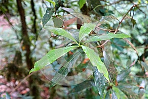 Green leaves of Phoebe paniculata Nees Nees in cloud forests of northern Thailand.