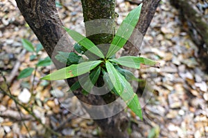 Green leaves of Phoebe paniculata Nees Nees in cloud forests of northern Thailand.