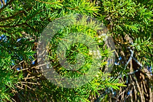 Green Leaves pine background,Pine leaves are green and flowers are white