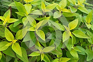 Green leaves of Pineapple sage, also called Tangerine sage (Salvia elegans)