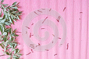 Green leaves on the pink paper background with wawes