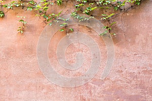 Green leaves on pink wall for background