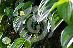 Green leaves of piper betle