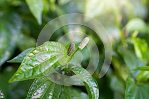 Green leaves of Piper sarmentosum.