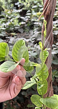 Green leaves of a plant