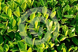 Green leaves plant (Banyan tree or Ficus annulata)