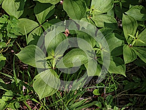 Green leaves of plant called the true lover`s knot