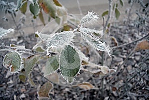 Green leaves of the plant covered with winter morning frost.