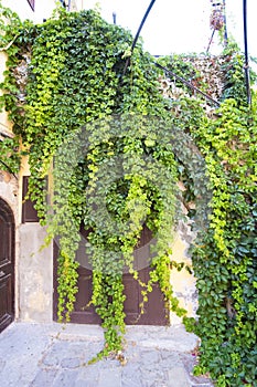 Green leaves plant covering the entrance facade of a domestic building