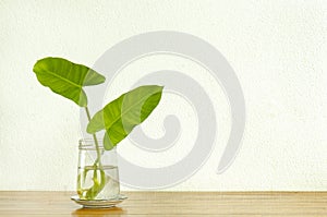 Green leaves plant in glass of water planter decoration