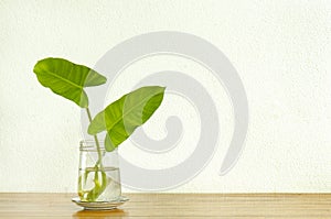 Hojas verdes planta en taza Agua plantador decoraciones 