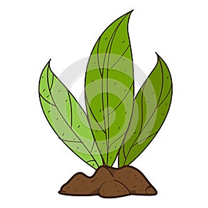 Green leaves, plant on the ground shrubs. Color illustration on farming, growing of plants