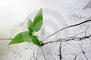 Green leaves plant grow from the cracked wall or street