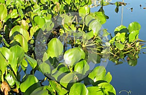 Green leaves plant growing in blue water river