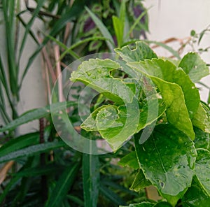 Green leaves plant growing in garden outdoors in rain, water drops in leaf, nature photography, gardening background