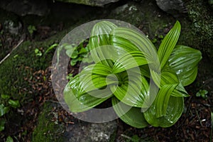 Green leaves of a plant. Macro \