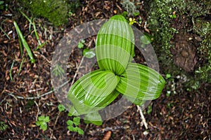 Green leaves of a plant. Macro \