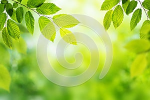 Green leaves of plant over defocused nature background. Summer, ecology, environment natural background