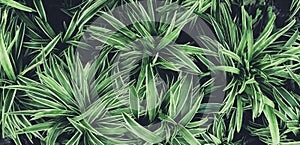 Green leaves plant pattern for background, fresh spring beautiful nature as vivid color  leaf  and wallpaper .Environment