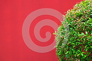 The Green leaves Plant on a red Wall