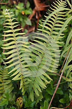 The green leaves of a plant with the scientific name Polypodiophyta