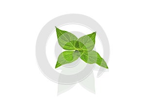 Green leaves of a plant with shadow on a white background