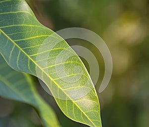 Green leaves/plant texture with nature.