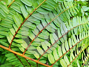 Green leaves/plant texture with nature.