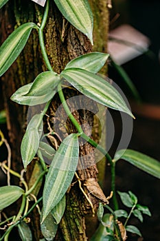 Green Leaves Of Plant Vanilla Planifolia Jacks Ex Andrews. It Is