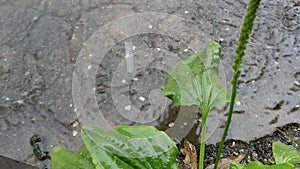 Green leaves of plantain on gray asphalt during heavy rain.