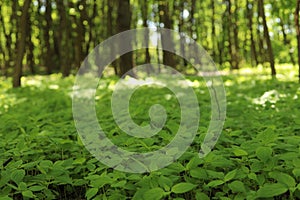 green leaves, plants in the forest