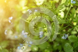 Green leaves, plants, grass and flowers in sunlight. Abstract summer nature background