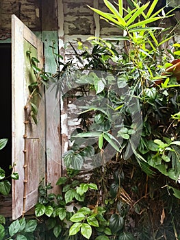 Green leaves of plants growth close with the door