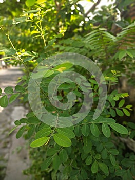 Green leaves of plants growth in the park