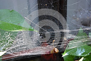 Green leaves and plants of lilac with a white dense cobweb with a nest and spider\'s lair, natural nature.