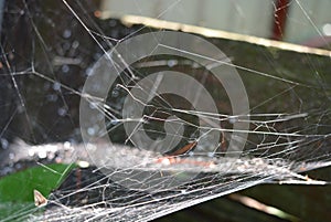 Green leaves and plants of lilac with a white dense cobweb with a nest and spider\'s lair, natural nature.