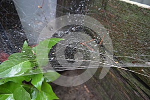 Green leaves and plants of lilac with a white dense cobweb with a nest and spider\'s lair, natural nature.