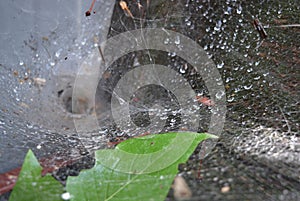 Green leaves and plants of lilac with a white dense cobweb with a nest and spider\'s lair, natural nature.