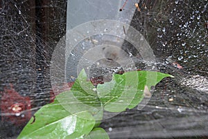 Green leaves and plants of lilac with a white dense cobweb with a nest and spider\'s lair, natural nature.